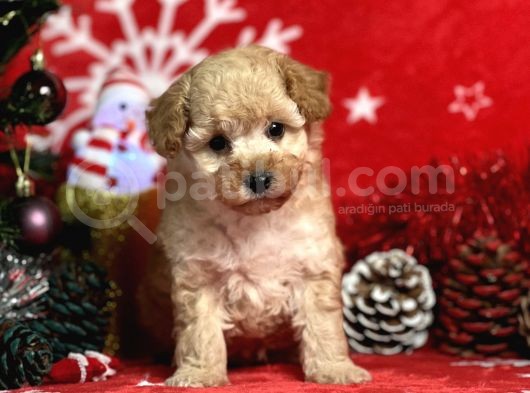 Türki̇ye'Ni̇n En İyi̇ Poodle Yeti̇şti̇rme Çi̇ftli̇ği̇nden görsel
