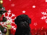 Türki̇ye'ni̇n en İyi̇ Poodle Yeti̇şti̇rme Çi̇ftli̇ği̇nden