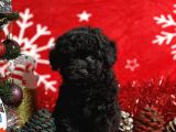 Türki̇ye'Ni̇n En İyi̇ Poodle Yeti̇şti̇rme Çi̇ftli̇ği̇nden