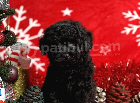 Türki̇ye'Ni̇n En İyi̇ Poodle Yeti̇şti̇rme Çi̇ftli̇ği̇nden görsel