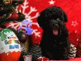 Türki̇ye'Ni̇n En İyi̇ Poodle Yeti̇şti̇rme Çi̇ftli̇ği̇nden