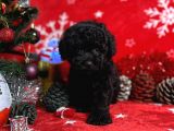Türki̇ye'Ni̇n En İyi̇ Poodle Yeti̇şti̇rme Çi̇ftli̇ği̇nden