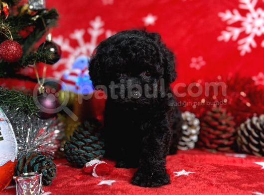 Türki̇ye'Ni̇n En İyi̇ Poodle Yeti̇şti̇rme Çi̇ftli̇ği̇nden görsel