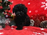 Türki̇ye'Ni̇n En İyi̇ Poodle Yeti̇şti̇rme Çi̇ftli̇ği̇nden
