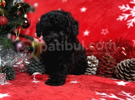 Türki̇ye'Ni̇n En İyi̇ Poodle Yeti̇şti̇rme Çi̇ftli̇ği̇nden görsel