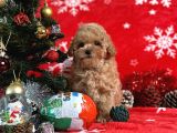 Türki̇ye'ni̇n en İyi̇ Poodle Yeti̇şti̇rme Çi̇ftli̇ği̇nden