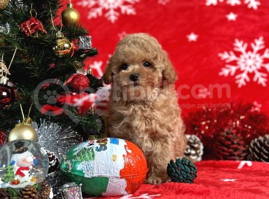 Türki̇ye'Ni̇n En İyi̇ Poodle Yeti̇şti̇rme Çi̇ftli̇ği̇nden