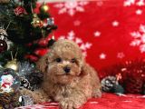 Türki̇ye'Ni̇n En İyi̇ Poodle Yeti̇şti̇rme Çi̇ftli̇ği̇nden