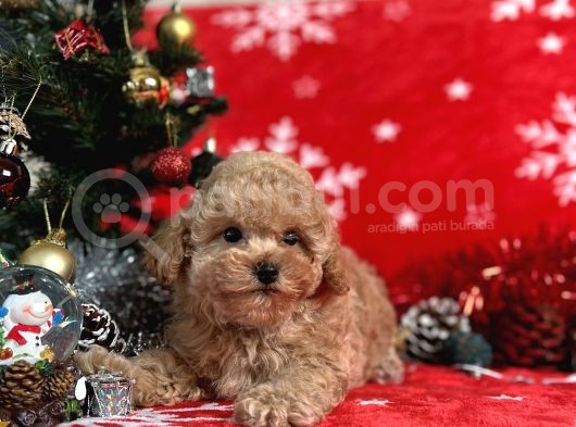 Türki̇ye'Ni̇n En İyi̇ Poodle Yeti̇şti̇rme Çi̇ftli̇ği̇nden görsel