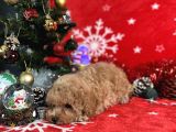 Türki̇ye'Ni̇n En İyi̇ Poodle Yeti̇şti̇rme Çi̇ftli̇ği̇nden