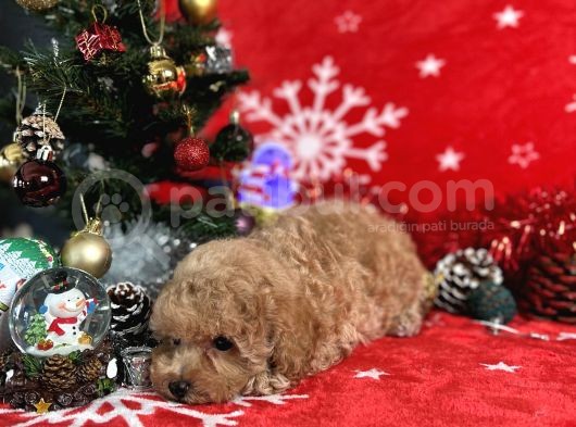 Türki̇ye'Ni̇n En İyi̇ Poodle Yeti̇şti̇rme Çi̇ftli̇ği̇nden görsel