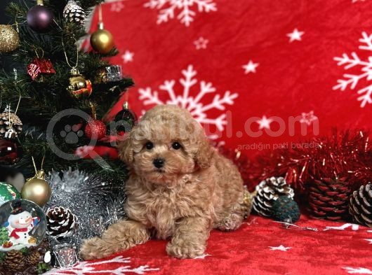 Türki̇ye'Ni̇n En İyi̇ Poodle Yeti̇şti̇rme Çi̇ftli̇ği̇nden görsel