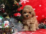 Türki̇ye'Ni̇n En İyi̇ Poodle Yeti̇şti̇rme Çi̇ftli̇ği̇nden