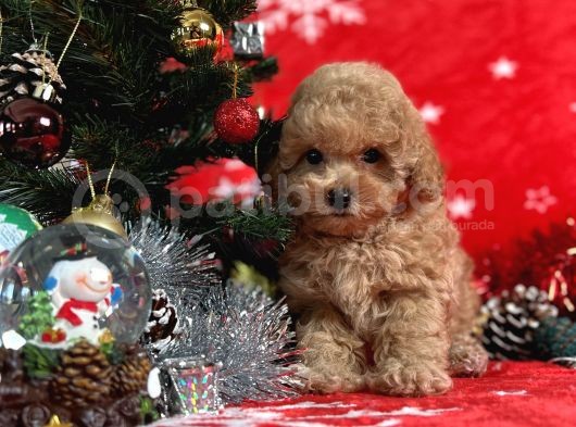 Türki̇ye'Ni̇n En İyi̇ Poodle Yeti̇şti̇rme Çi̇ftli̇ği̇nden görsel