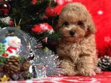 Türki̇ye'Ni̇n En İyi̇ Poodle Yeti̇şti̇rme Çi̇ftli̇ği̇nden