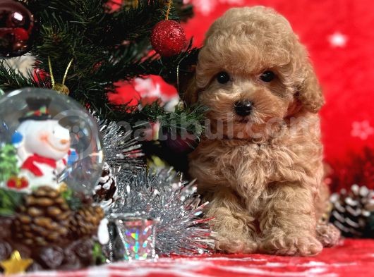 Türki̇ye'Ni̇n En İyi̇ Poodle Yeti̇şti̇rme Çi̇ftli̇ği̇nden görsel