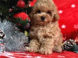 Türki̇ye'Ni̇n En İyi̇ Poodle Yeti̇şti̇rme Çi̇ftli̇ği̇nden