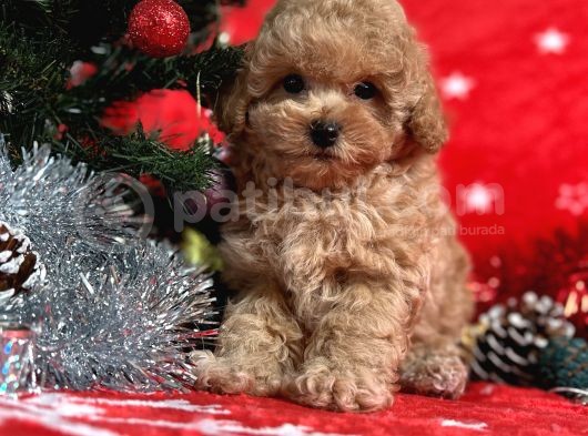 Türki̇ye'Ni̇n En İyi̇ Poodle Yeti̇şti̇rme Çi̇ftli̇ği̇nden görsel