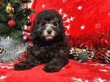 Türki̇ye'ni̇n en İyi̇ Poodle Yetiştirme  Çi̇ftliğinden