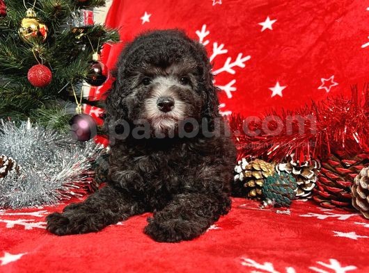 Türki̇ye'Ni̇n En İyi̇ Poodle Yetiştirme  Çi̇ftliğinden