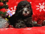 Türki̇ye'Ni̇n En İyi̇ Poodle Yetiştirme  Çi̇ftliğinden