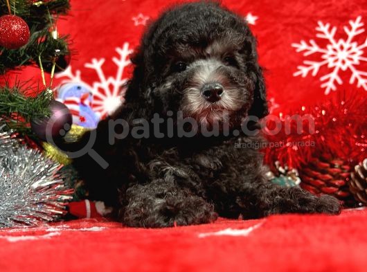 Türki̇ye'Ni̇n En İyi̇ Poodle Yetiştirme  Çi̇ftliğinden görsel