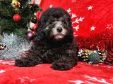 Türki̇ye'Ni̇n En İyi̇ Poodle Yetiştirme  Çi̇ftliğinden