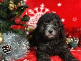 Türki̇ye'Ni̇n En İyi̇ Poodle Yetiştirme  Çi̇ftliğinden