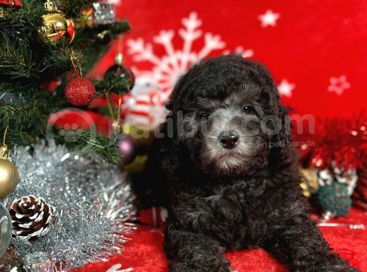 Türki̇ye'Ni̇n En İyi̇ Poodle Yetiştirme  Çi̇ftliğinden görsel