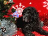 Türki̇ye'Ni̇n En İyi̇ Poodle Yetiştirme  Çi̇ftliğinden