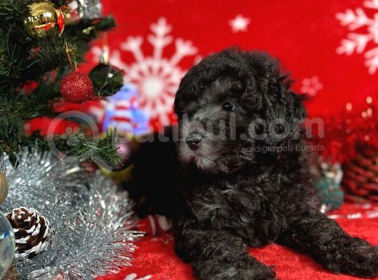 Türki̇ye'Ni̇n En İyi̇ Poodle Yetiştirme  Çi̇ftliğinden görsel