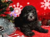 Türki̇ye'Ni̇n En İyi̇ Poodle Yetiştirme  Çi̇ftliğinden