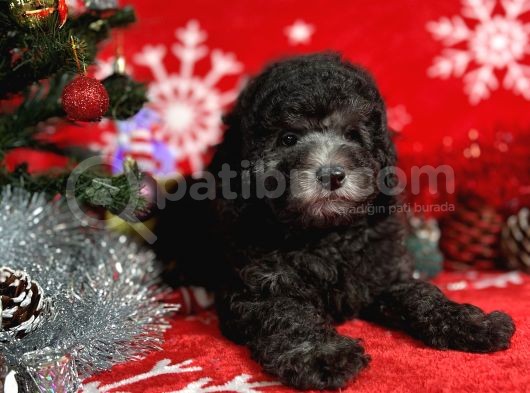 Türki̇ye'Ni̇n En İyi̇ Poodle Yetiştirme  Çi̇ftliğinden görsel