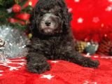 Türki̇ye'Ni̇n En İyi̇ Poodle Yetiştirme  Çi̇ftliğinden