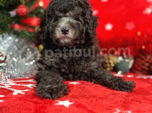 Türki̇ye'Ni̇n En İyi̇ Poodle Yetiştirme  Çi̇ftliğinden görsel