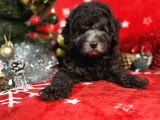 Türki̇ye'Ni̇n En İyi̇ Poodle Yetiştirme  Çi̇ftliğinden