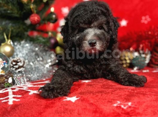 Türki̇ye'Ni̇n En İyi̇ Poodle Yetiştirme  Çi̇ftliğinden görsel