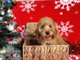Türki̇ye'ni̇n en İyi̇ Poodle Yeti̇şti̇rme Çi̇ftli̇ği̇nden