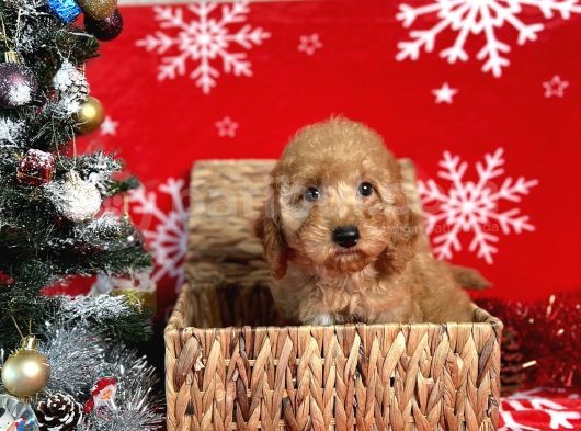 Türki̇ye'Ni̇n En İyi̇ Poodle Yeti̇şti̇rme Çi̇ftli̇ği̇nden