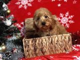 Türki̇ye'Ni̇n En İyi̇ Poodle Yeti̇şti̇rme Çi̇ftli̇ği̇nden