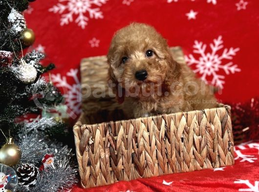 Türki̇ye'Ni̇n En İyi̇ Poodle Yeti̇şti̇rme Çi̇ftli̇ği̇nden görsel