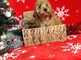 Türki̇ye'Ni̇n En İyi̇ Poodle Yeti̇şti̇rme Çi̇ftli̇ği̇nden