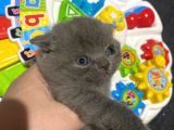 Orjinal Scottish Fold