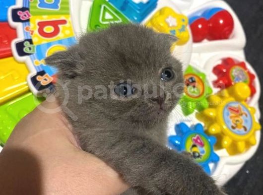 Orjinal Scottish Fold görsel