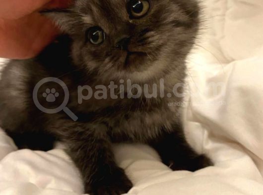 British Shorthair görsel