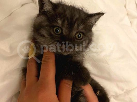 British Shorthair görsel