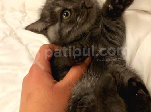 British Shorthair görsel