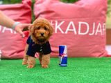 Red Toy Poodle Yavrularımız