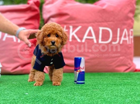 Red Toy Poodle Yavrularımız görsel