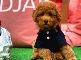 Red Toy Poodle Yavrularımız